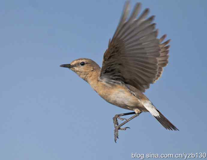 悬停，是一种尽职尽责（组图，22张图片）