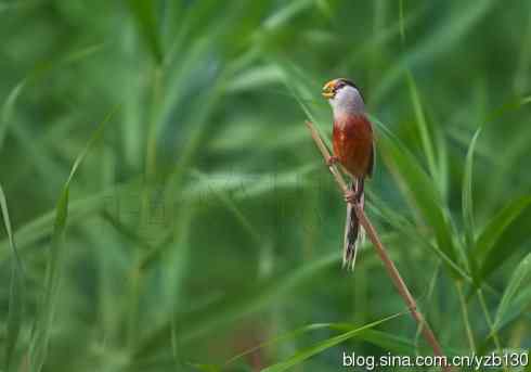 我的处女震旦（组图，8张图片）