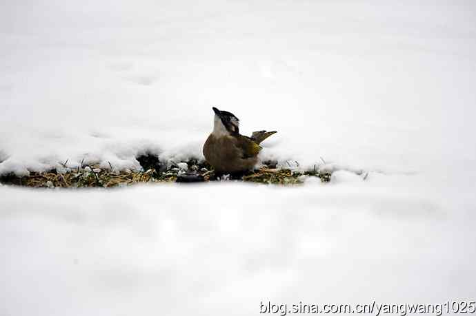 北京天坛公园的鸟类——雪中的鸟儿