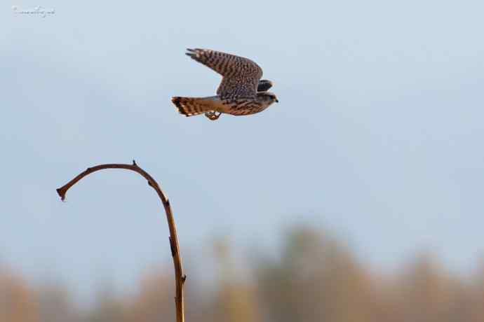 角百灵 wbr野鸭湖的一天