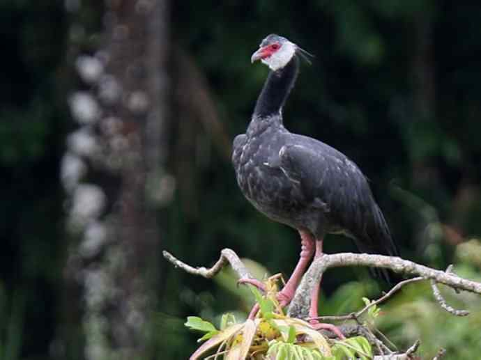 犬科：薮犬亚科薮犬属之薮犬