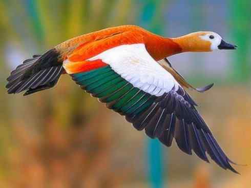 极品红色鸟类:红蜂虎 极品红色鸟类:红蜂虎