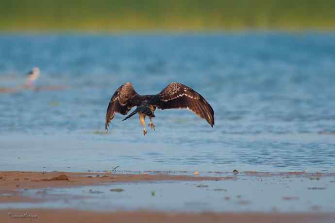 野鸭湖.晨曦中的黑耳鳶