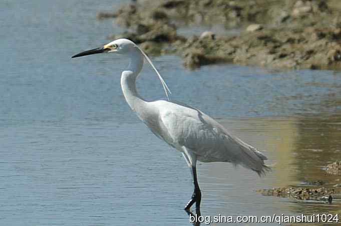 凌波仙子.白鹭海滨写真(北戴河)