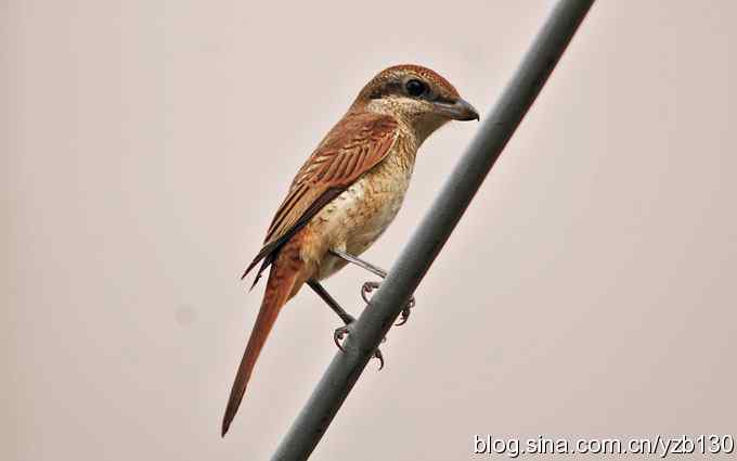 七里海周边鈥湻街酃扳澊蚰