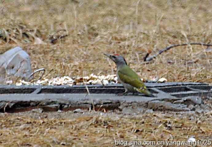 随走随拍【灰头绿啄木鸟（雄性）】