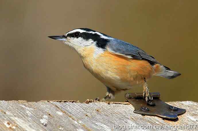 美国鸟类摄影——红胸䴓（2）