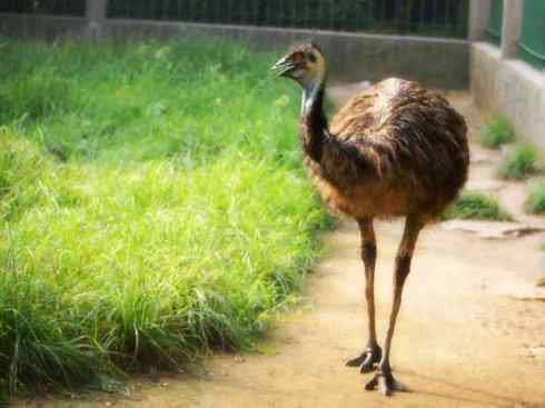 家禽驯化之源之十二