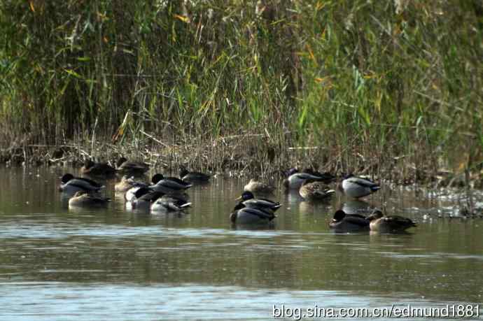 崇明东滩湿地公园十一月鸟况-望远镜打鸟