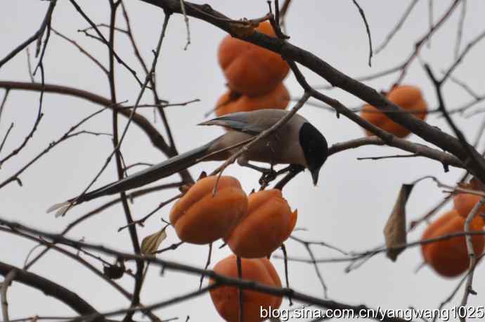 谁爱吃柿子？（喜鹊）