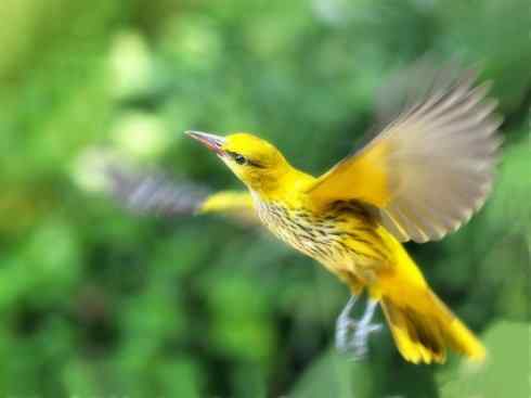 家禽驯化之源之三十一