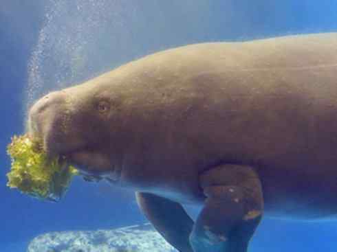 美人鱼：传说的兽原型探秘（海牛）