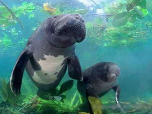 美人鱼：传说的兽原型探秘（海牛）