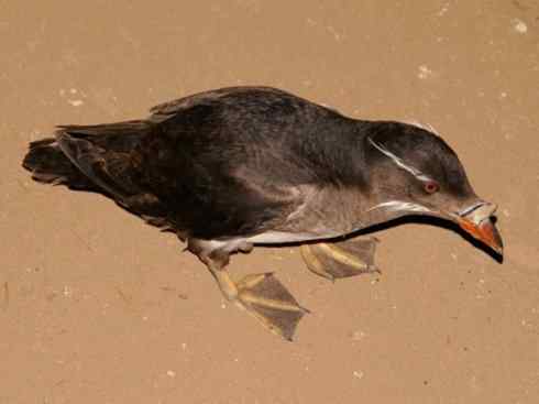 奇特的盔：角嘴海雀