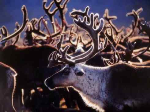 自然奇观：动物大迁徙(北美驯鹿长征)