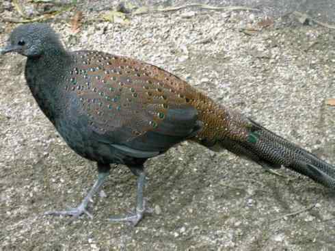 凤凰：传说中的鸟原型探秘（孔雀雉）