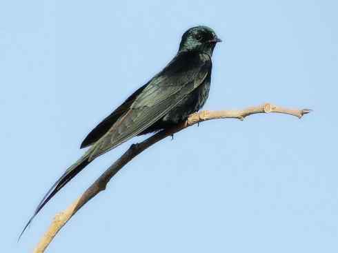 白头鸟系列：另类的美丽5