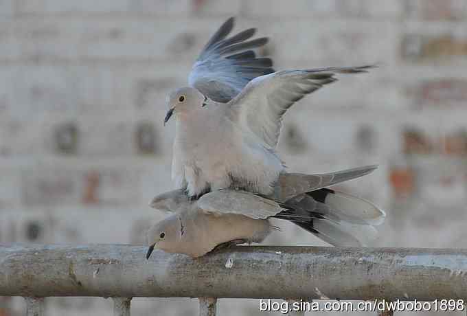 灰斑鸠踩蛋 wbr须浮鸥育雏