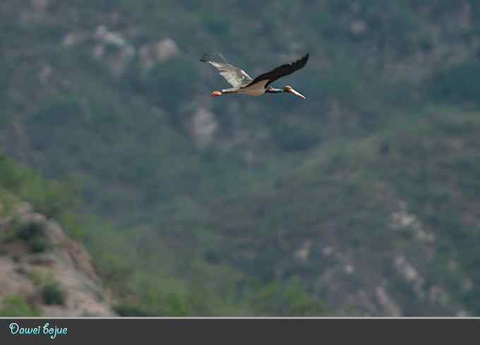 蓝矶鸫和沿河城的那些鸟