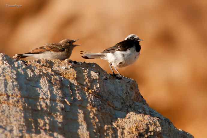 白顶鵖育雏 白顶鵖育雏