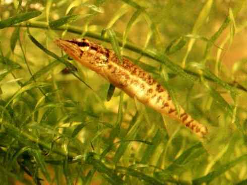 鱼类活化石：弓鳍鱼