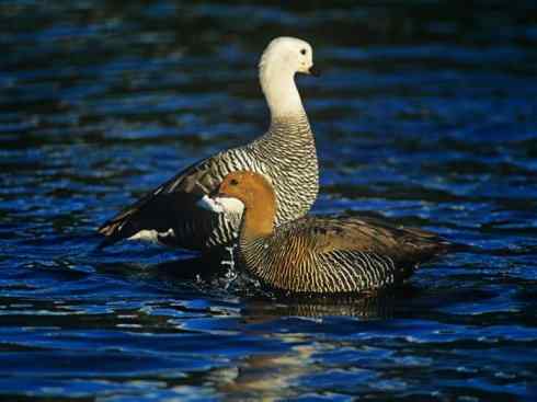 白头鸟系列：另类的美丽（斑胁草雁）