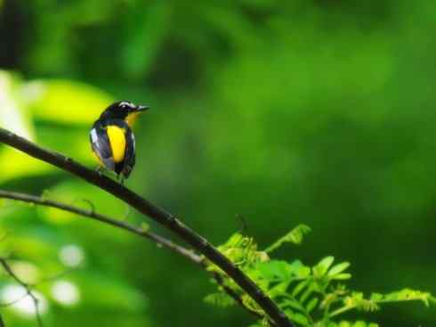 美丽无罪:雀鸟之姬鹟 美丽无罪:雀鸟之姬鹟