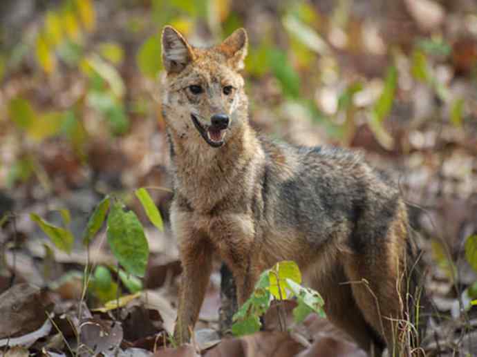 犬科：犬亚科犬属之金豺、黑背豺（胡狼类）