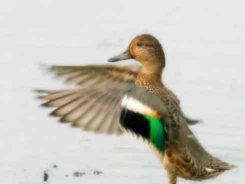 家禽驯化之源之十四