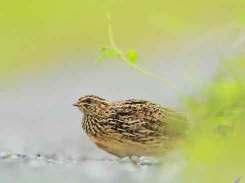 凤凰：传说的鸟原型探秘（鹌鹑）