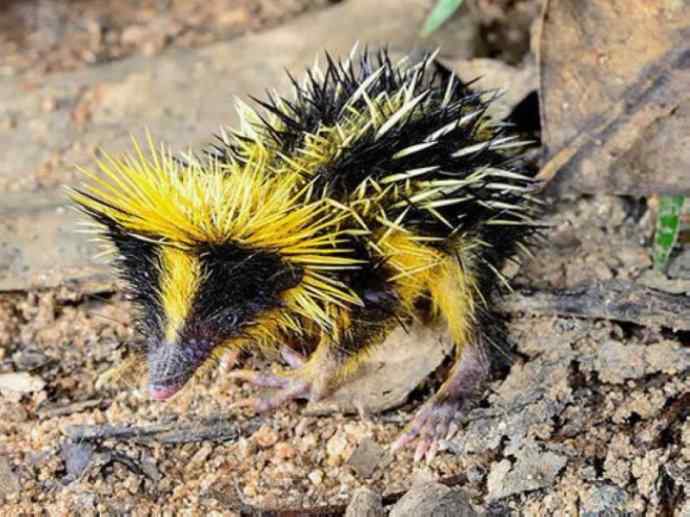 盘点十二大著名食蚁动物：土狼