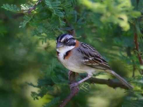 极品红色鸟类：酒红朱雀