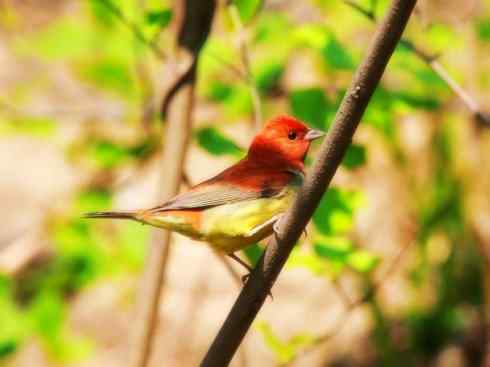 家禽驯化之源之十八