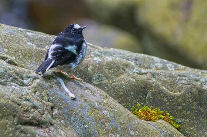 四川西昌鸟类摄影——小燕尾（新品）