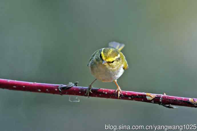 黄腰柳莺（22）