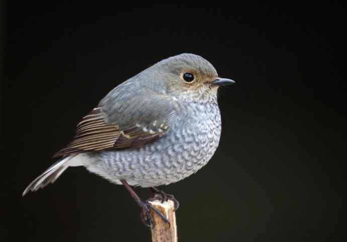 圆滚滚的红尾水鸲