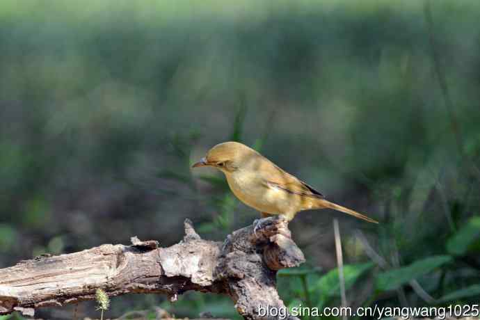 厚嘴苇莺(7) 厚嘴苇莺(7)