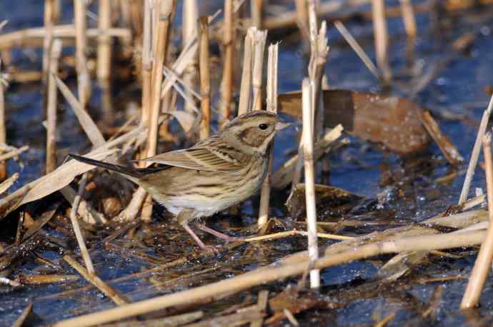 雌性灰头鹀（3）