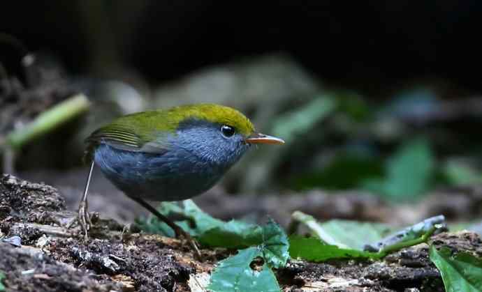 中国第一张野生金冠地莺的清晰图片
