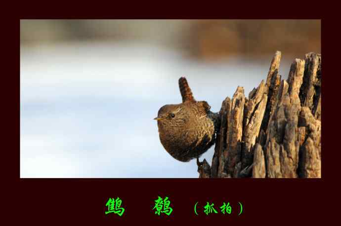 北京植物园的鸟类——鹪鹩（抓拍）