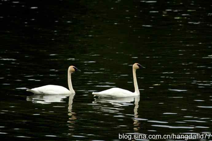 黑嘴天鹅 黑嘴天鹅