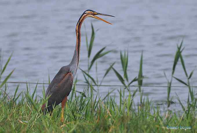 衡水湖：草鹭苍鹭黄苇鳽（终结篇）