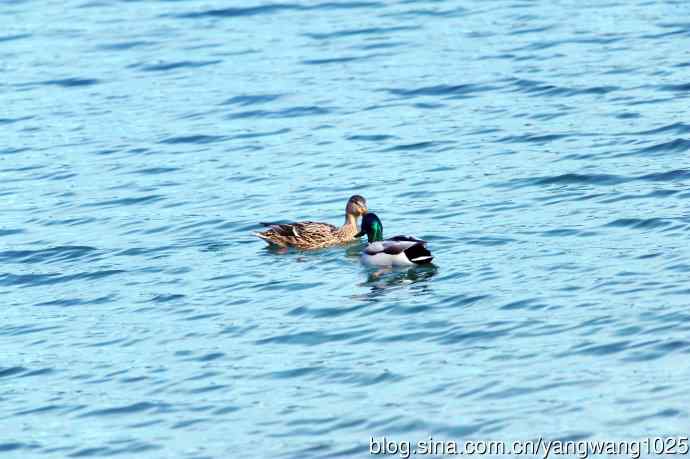 梳洗漂亮去相亲