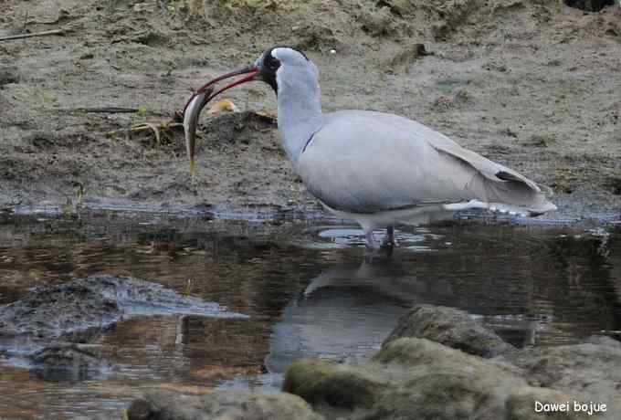 亚洲山地珍鸟：鹮嘴鹬