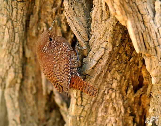 北京植物园&nbsp;wbr路&nbsp;wbr鹪（jiao）鹩（liao）