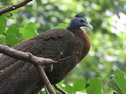 凤凰:传说中的鸟原型探秘(大眼斑雉) 凤凰:传说中的鸟原型探秘(大眼斑雉)