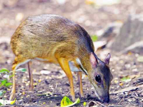 麒麟：传说的兽原型探秘（长颈鹿）