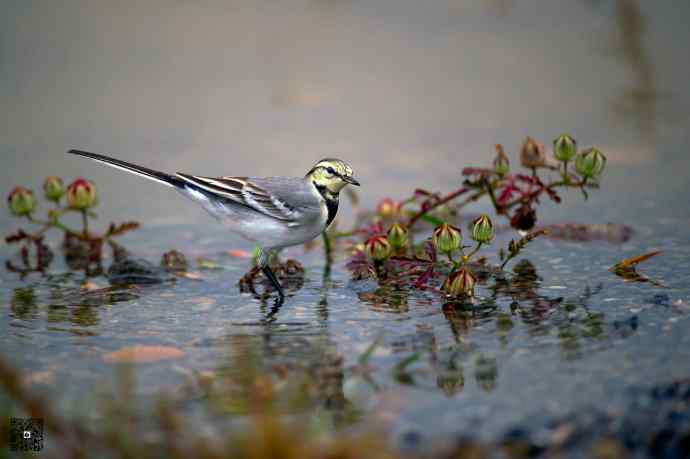一组野鸭湖的小林鸟