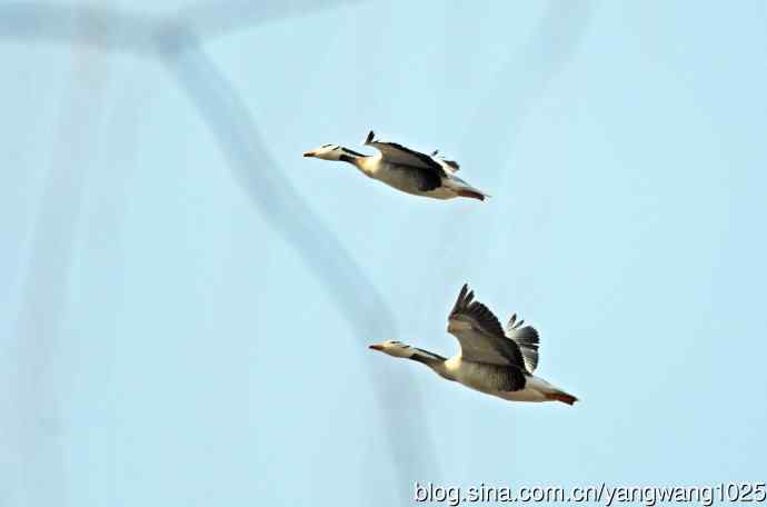 斑头雁（习作）