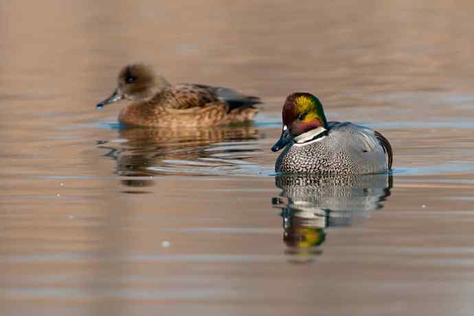 唐罗鸭 wbr八百里加急★